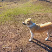 سگماده۹ماهه|سگ|ثمرین, |دیوار