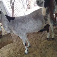 بزگلابی ونری گلابی