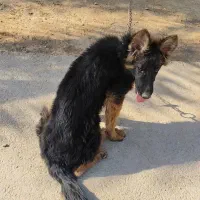 ماده ژرمن|سگ|شیراز, کرونی(خاتونک)|دیوار