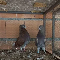 کبوتر پرشی و جوجه کشی|پرنده|بهشهر, |دیوار