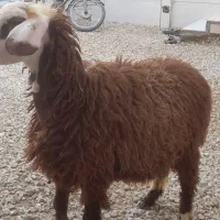 بره ماده چاق چاق دو رگ افشار