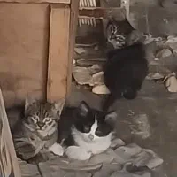 واگذاری رایگان بچه گربه های بی سرپرست