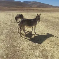 تعداددومادهخرویکنرخربفروشمیرسد