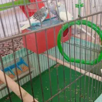 مرغ عشق|پرنده|سیرجان, |دیوار