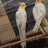 جفت عروس پاریس نر و ماده