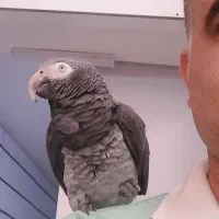 پذیرش پرنده قبول و واگذاری پرنده شما