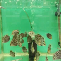 اکواریوم دنیای زیر آب