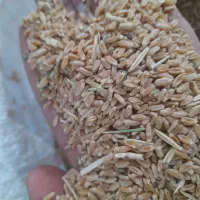 گندم|گل و گیاه طبیعی|رامهرمز, |دیوار