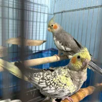 عروس هلندی ۴ ماهه|پرنده|محمدیه-قزوین, |دیوار