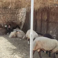 بره زنده. گوشت. گوسفند|حیوانات مزرعه|شیراز, شهرک مهدیه|دیوار