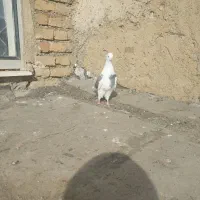تنگه پاره ماده
