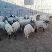 میش|حیوانات مزرعه|رفسنجان, |دیوار