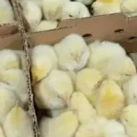 چوری 15روزه گوشتی