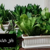 گل طبیعی|گل و گیاه طبیعی|شیراز, ترمینال باربری|دیوار