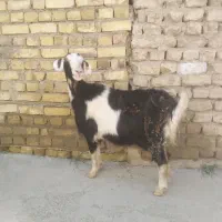 بز ماده جوان سالم سرحال چاق مناسب قربانی