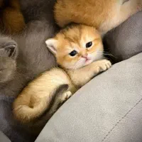 بریتیش های گلد ny11 چین چیلا اصیل