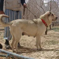 سگ پژدر ماده