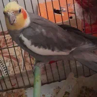 عروس هلندی