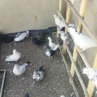 کفتر پرشی|پرنده|یزد, |دیوار