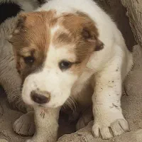 فروشی|سگ|آزادشهر, |دیوار