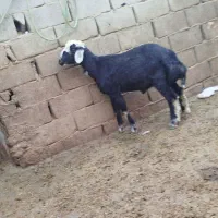 بره قوچ قره چال