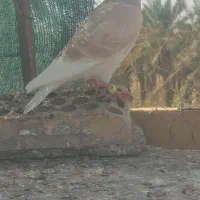 دورگ|حیوانات|آبادان, |دیوار