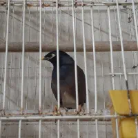 مینا خوش صدا