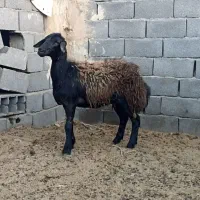 بره|حیوانات مزرعه|رودهن, |دیوار