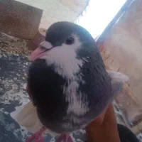 نر دمگیر خرقه