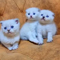 اسکاتیش فولد سیلور چشم آبی|گربه|تهران, مدائن|دیوار