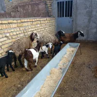 شیشک شال بره دار