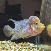 ماهی فلاور هورن ماگما بالغ|ماهی|خرم‌آباد, |دیوار