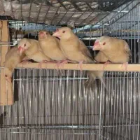 جوجه فنچ نرگسی شکلاتی|پرنده|اهواز, معین زاده|دیوار