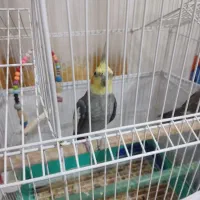 عروسی هلندی سخنگو|پرنده|نیر (اردبیل), |دیوار