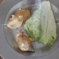 حلزون بز رگ کلاژن ساز