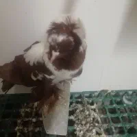 ککلی مایا|پرنده|اردبیل, |دیوار