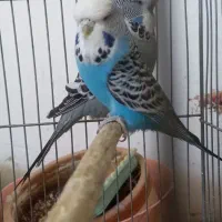 مرغ عشق انگلیسی