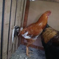 خروس لاری|حیوانات مزرعه|نسیم‌شهر, |دیوار