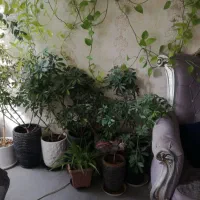 گل پتوس|گل مصنوعی|مشهد, یاس|دیوار