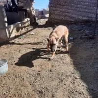 سگ مالینویز|سگ|خوسف, |دیوار