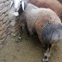 بره قوچی