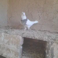کبوتر