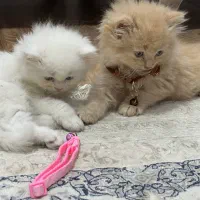 پیشی|گربه|گنبد کاووس, |دیوار