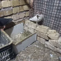 چپ نرخوشرنگ ماده|پرنده|تاکستان, |دیوار