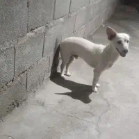 سگ پا کوتاه