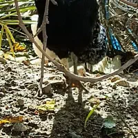 مرغ گلین|حیوانات مزرعه|دشت ذهاب, |دیوار