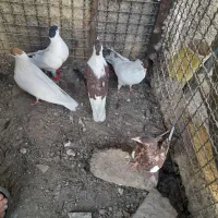 کفتر افغانی