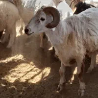 غوچ دونژادمحلی شیرازی قیمت مناسب
