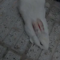 خرگوش سفید
