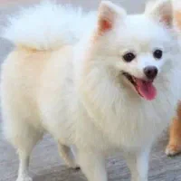 یه عددسگ پامرین پوزه روباهی